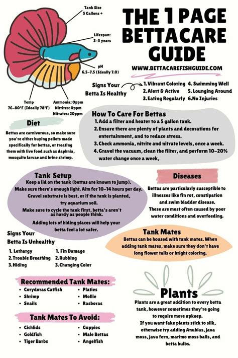 beta fish care|Betta Fish Care Guide: How To Care For Your Betta Fish.